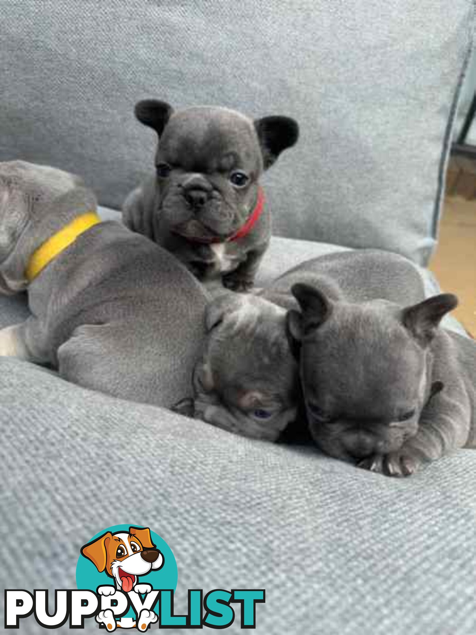 French bulldog puppies. Pure bread 5 beautiful girls  2 cute boys 💕