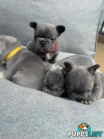 French bulldog puppies. Pure bread 5 beautiful girls  2 cute boys 💕