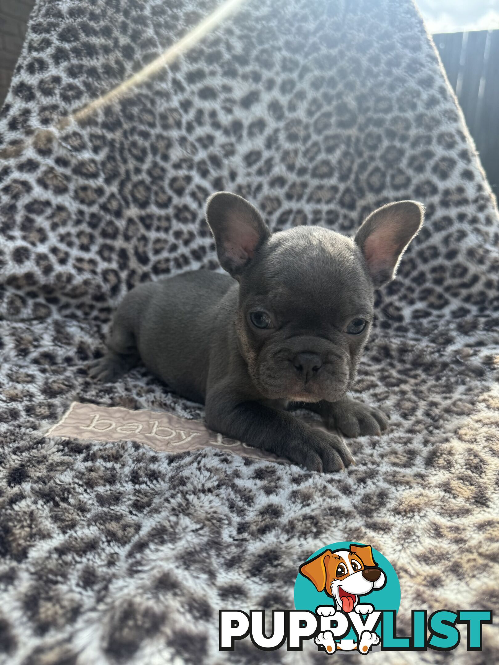 French bulldog puppies. Pure bread 5 beautiful girls  2 cute boys 💕