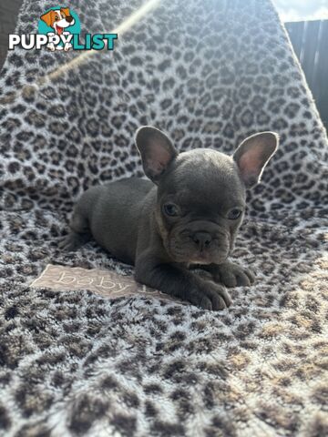 French bulldog puppies. Pure bread 5 beautiful girls  2 cute boys 💕