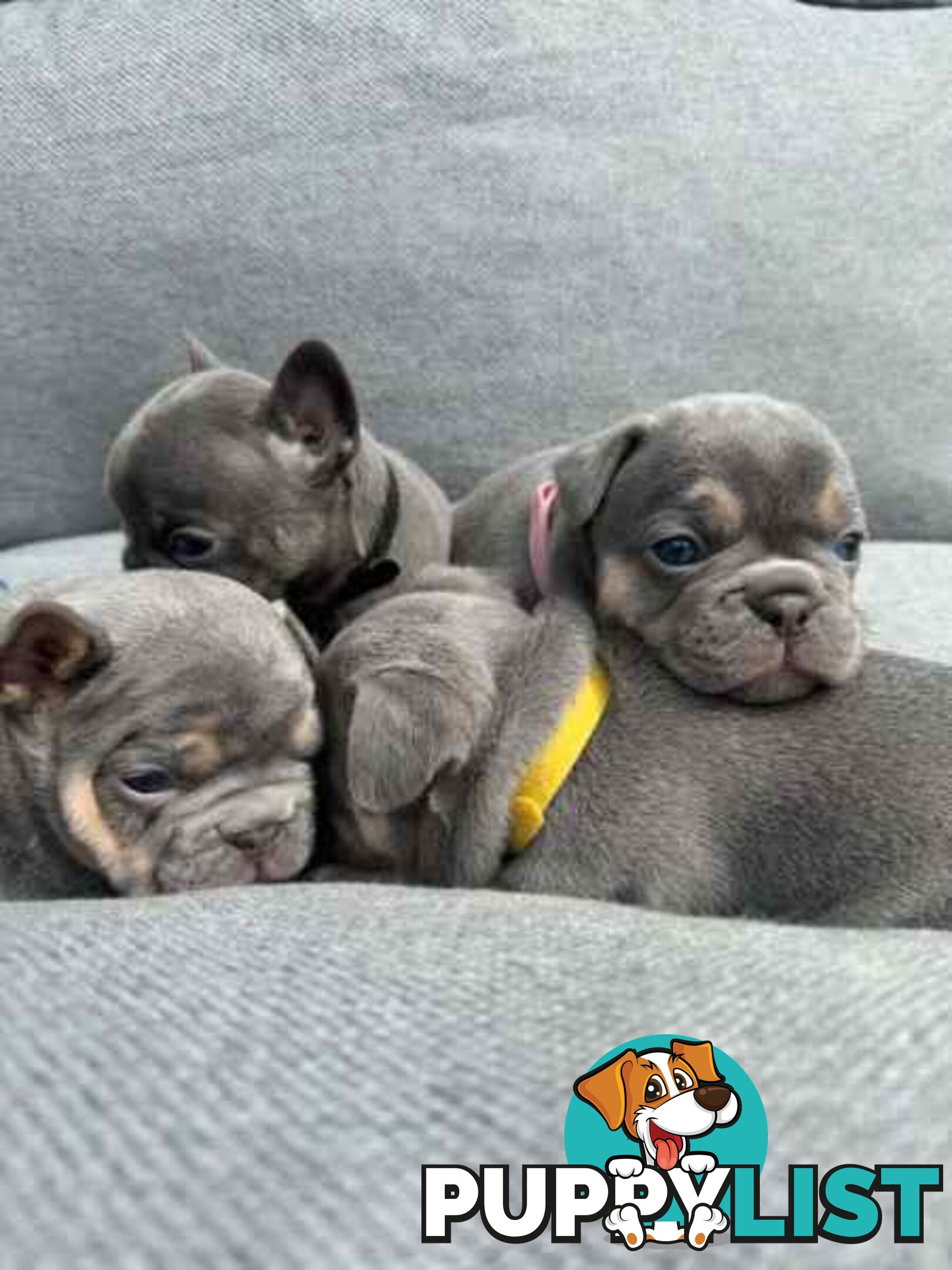 French bulldog puppies. Pure bread 5 beautiful girls  2 cute boys 💕