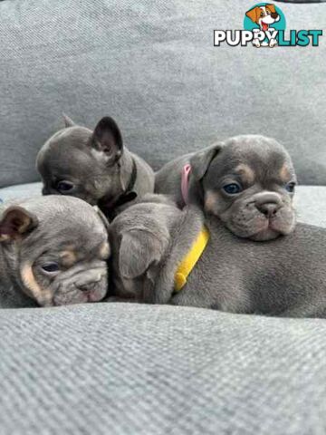 French bulldog puppies. Pure bread 5 beautiful girls  2 cute boys 💕