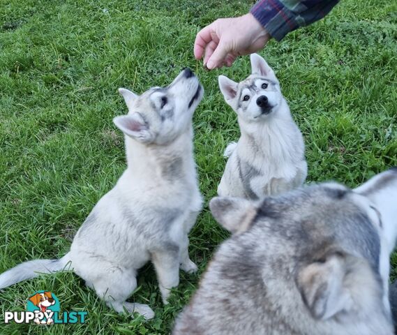 Siberian Husky purebred puppies (with papers)