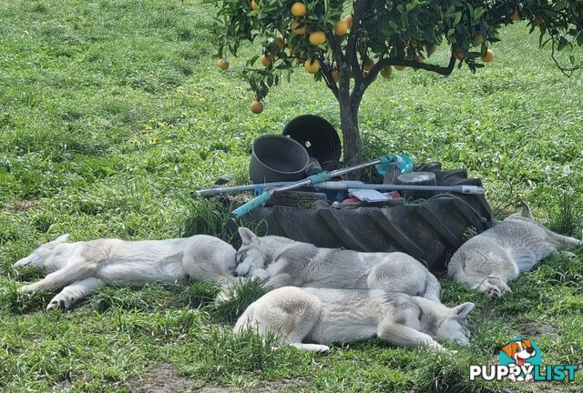 Siberian Husky puppies (with papers)