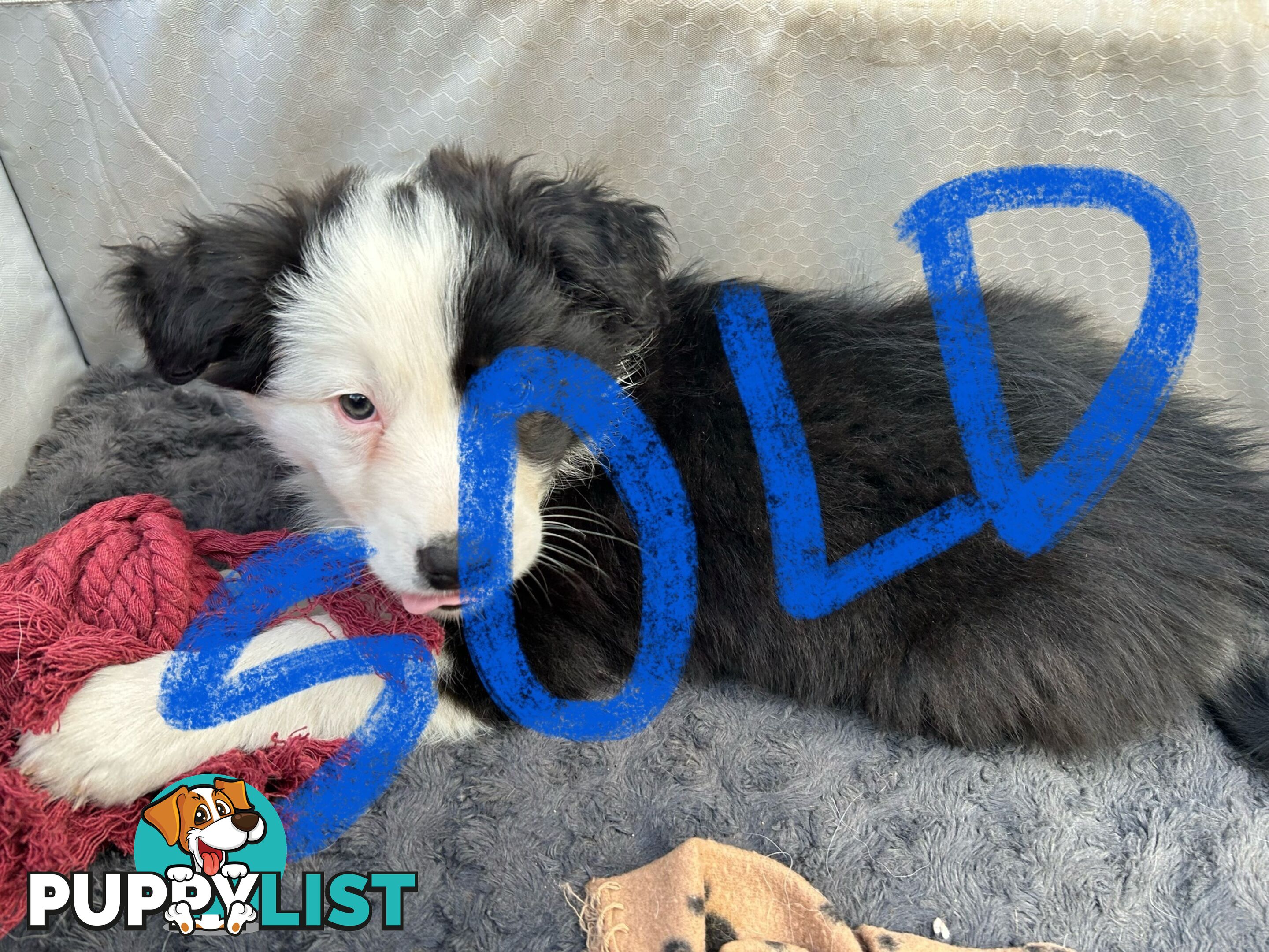 8 week old female Border Collie Puppy