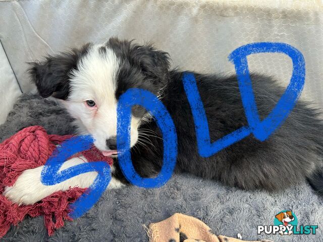 8 week old female Border Collie Puppy