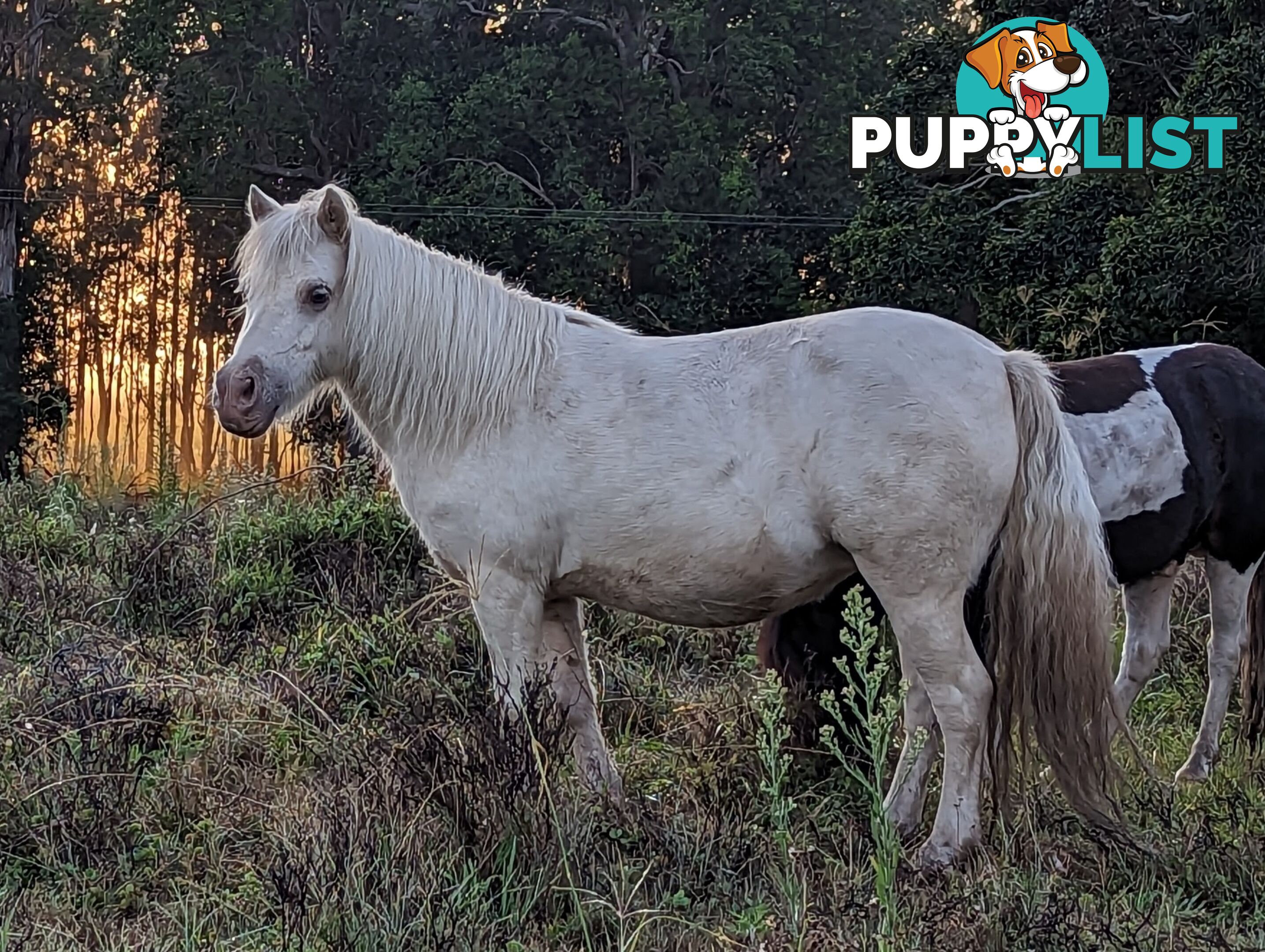 Champagne mare 37" infoal