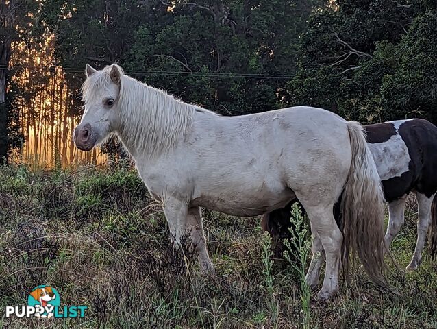 Champagne mare 37" infoal
