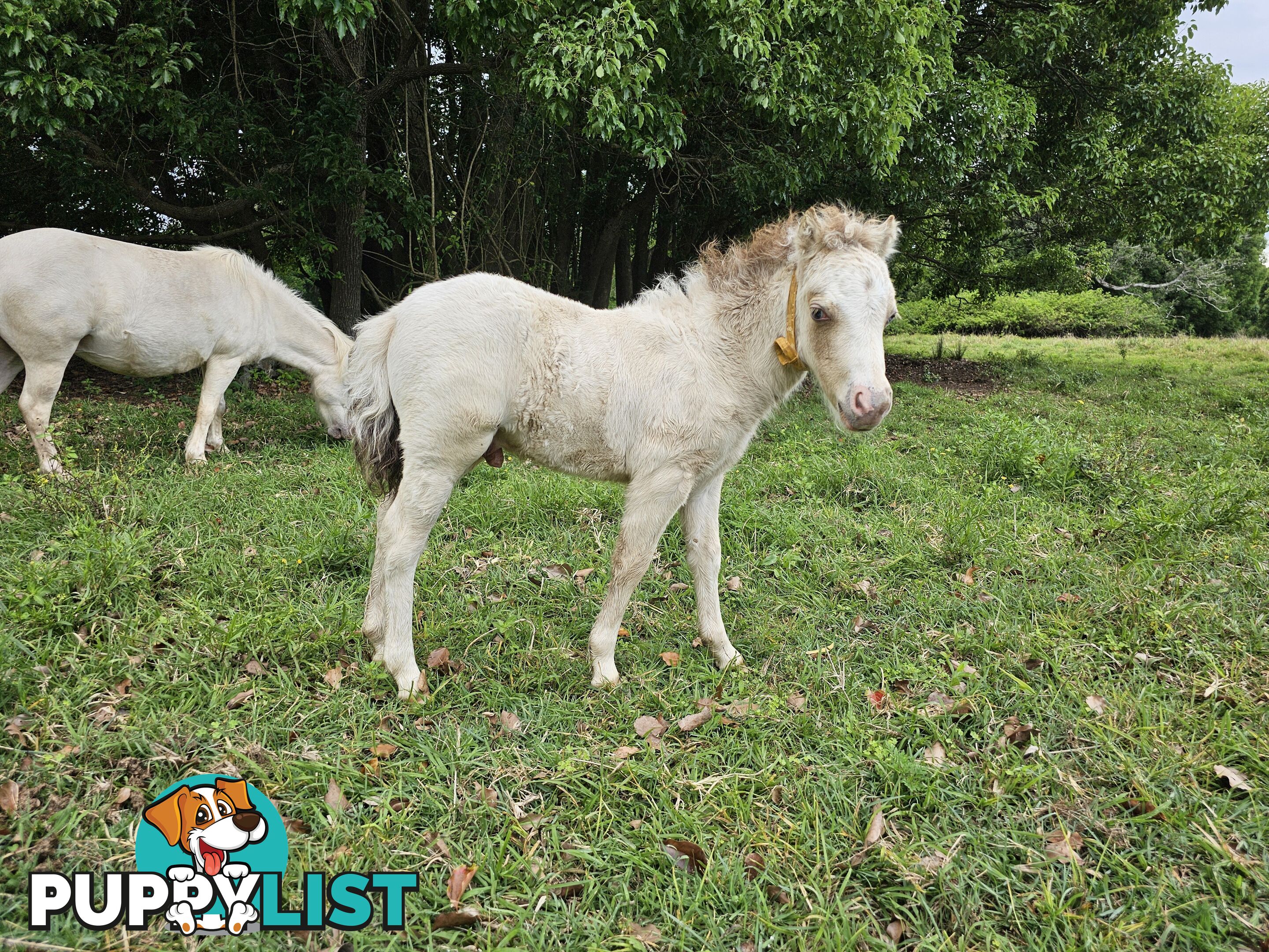 Champagne mare 37" infoal