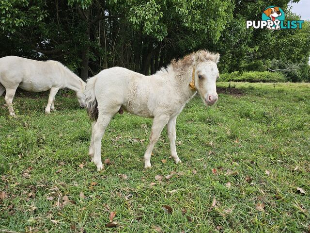 Champagne mare 37" infoal
