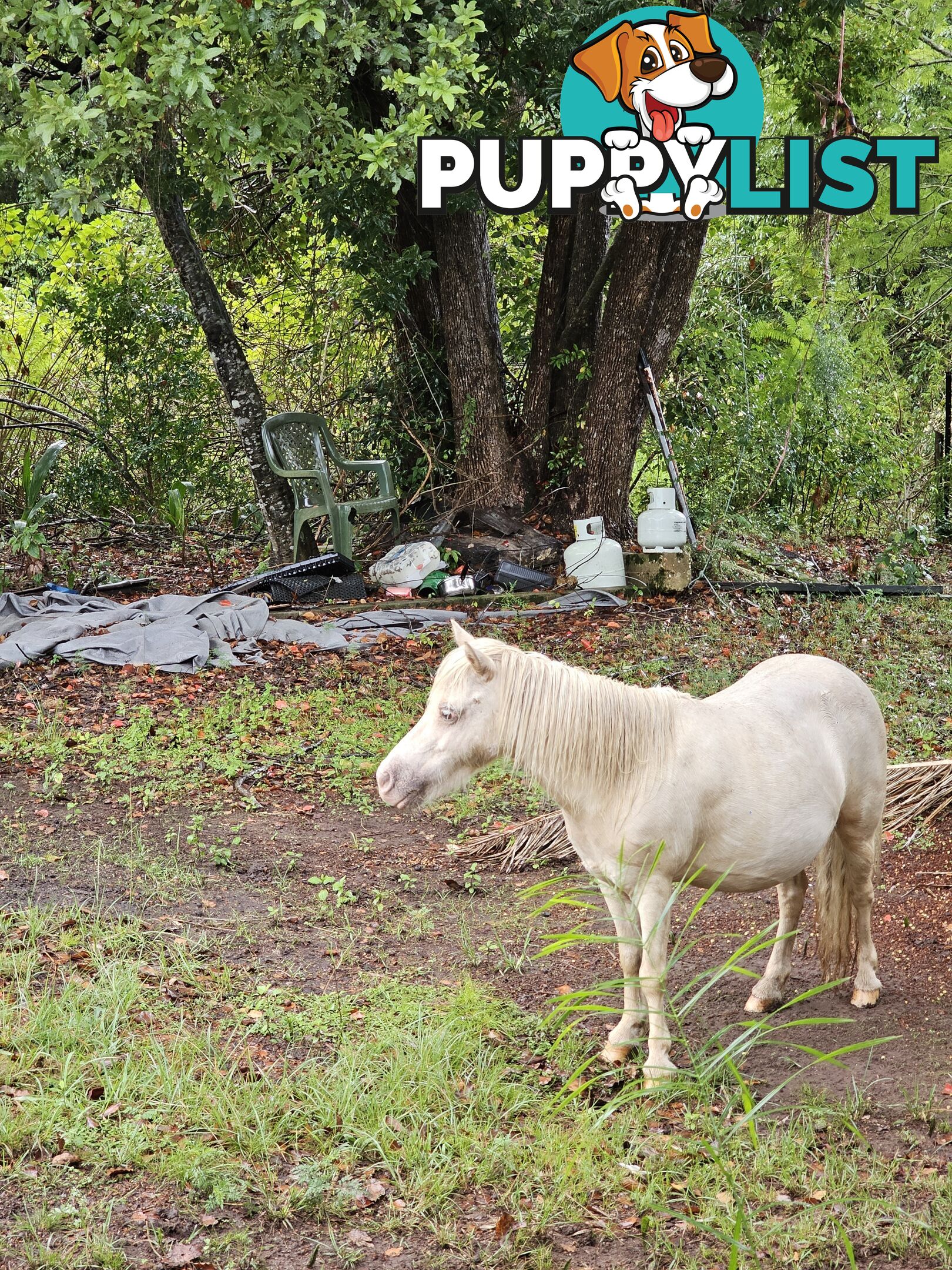 Champagne mare 37" infoal