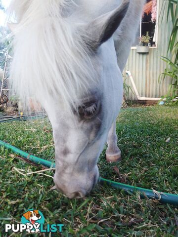 Champagne mare 37" infoal