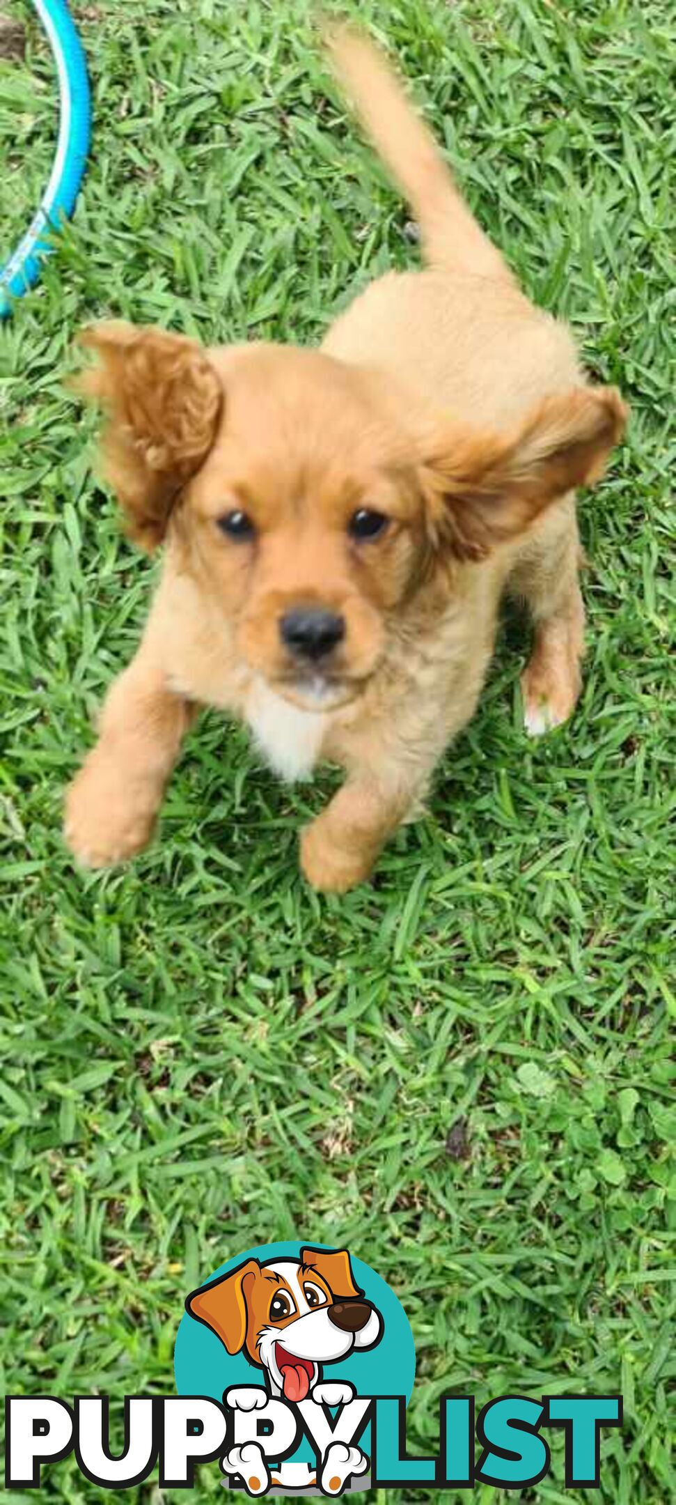 Cavoodles for sale