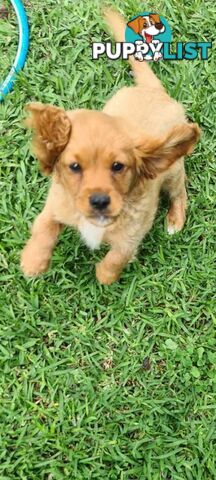 Cavoodles for sale