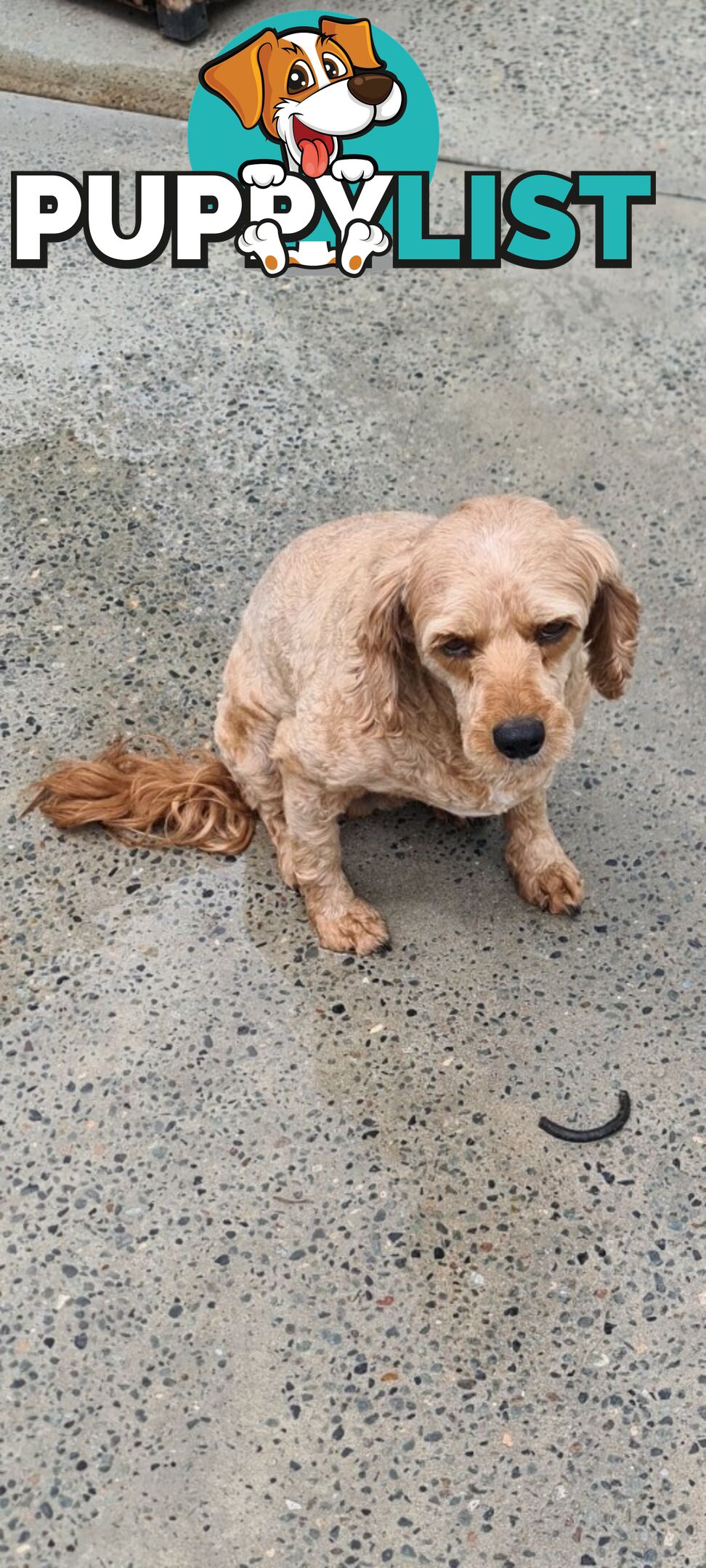 Cavoodles for sale