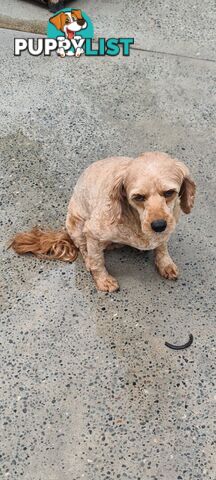 Cavoodles for sale