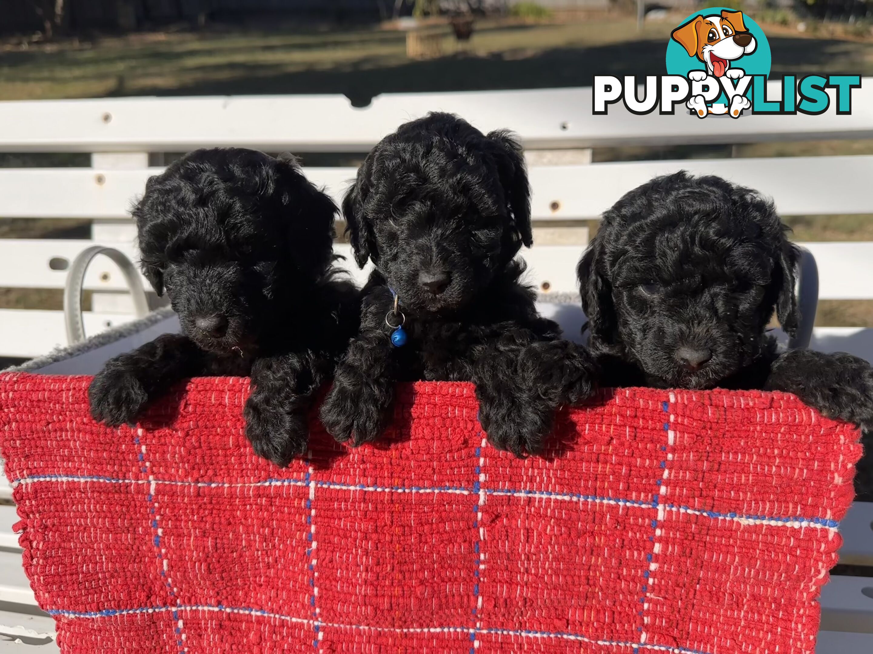 Gorgeous purebred black poddle puppies