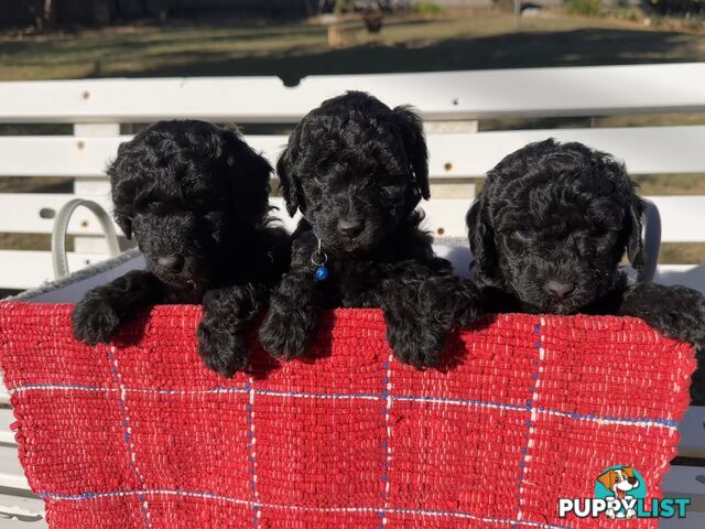 Gorgeous purebred black poddle puppies
