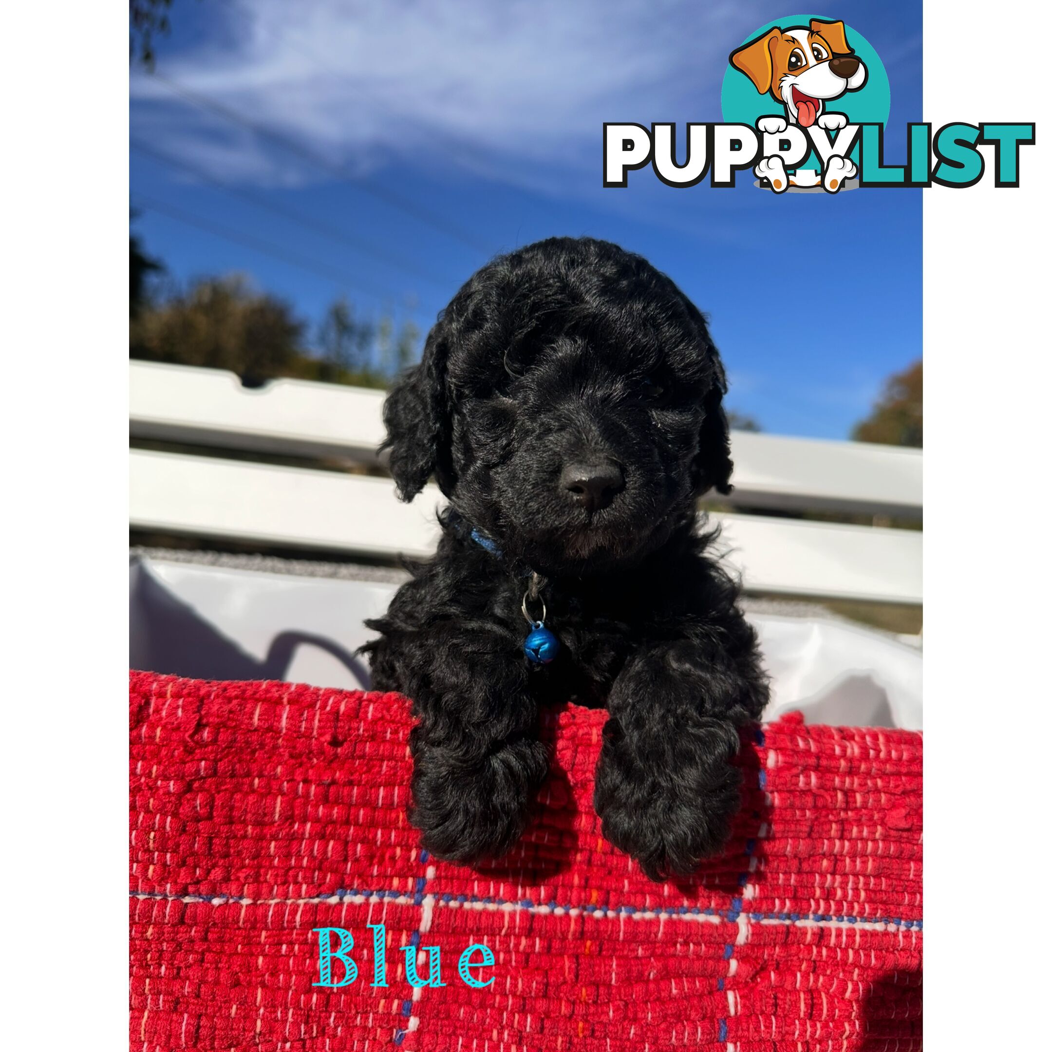 Gorgeous purebred black poddle puppies