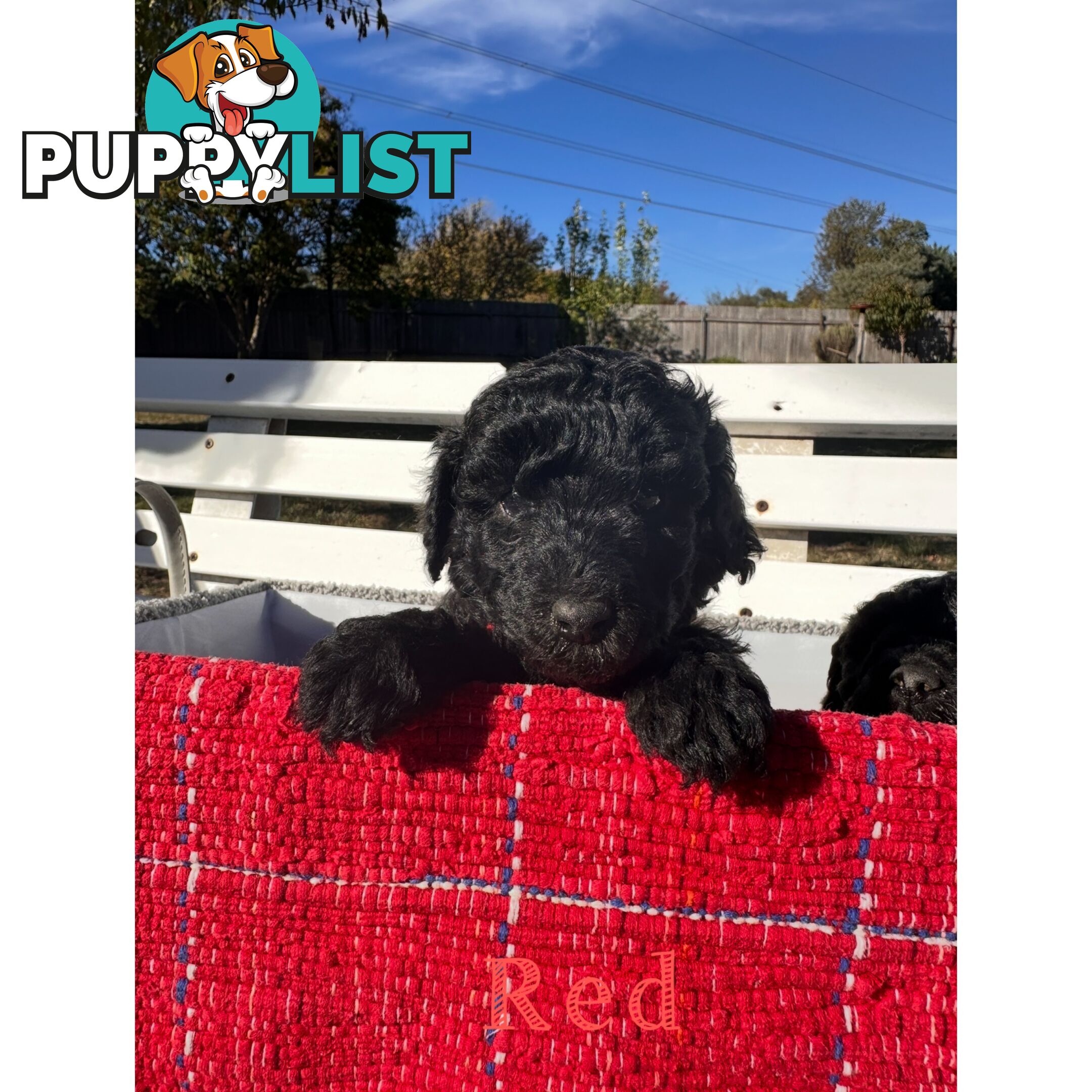 Gorgeous purebred black poddle puppies