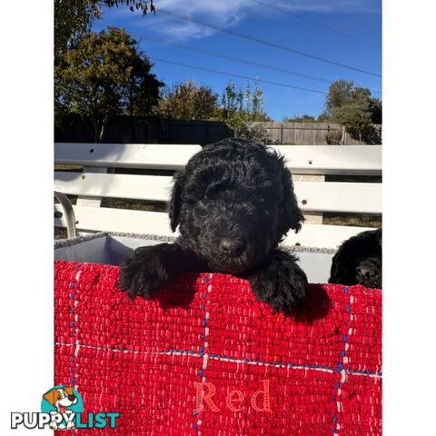 Gorgeous purebred black poddle puppies