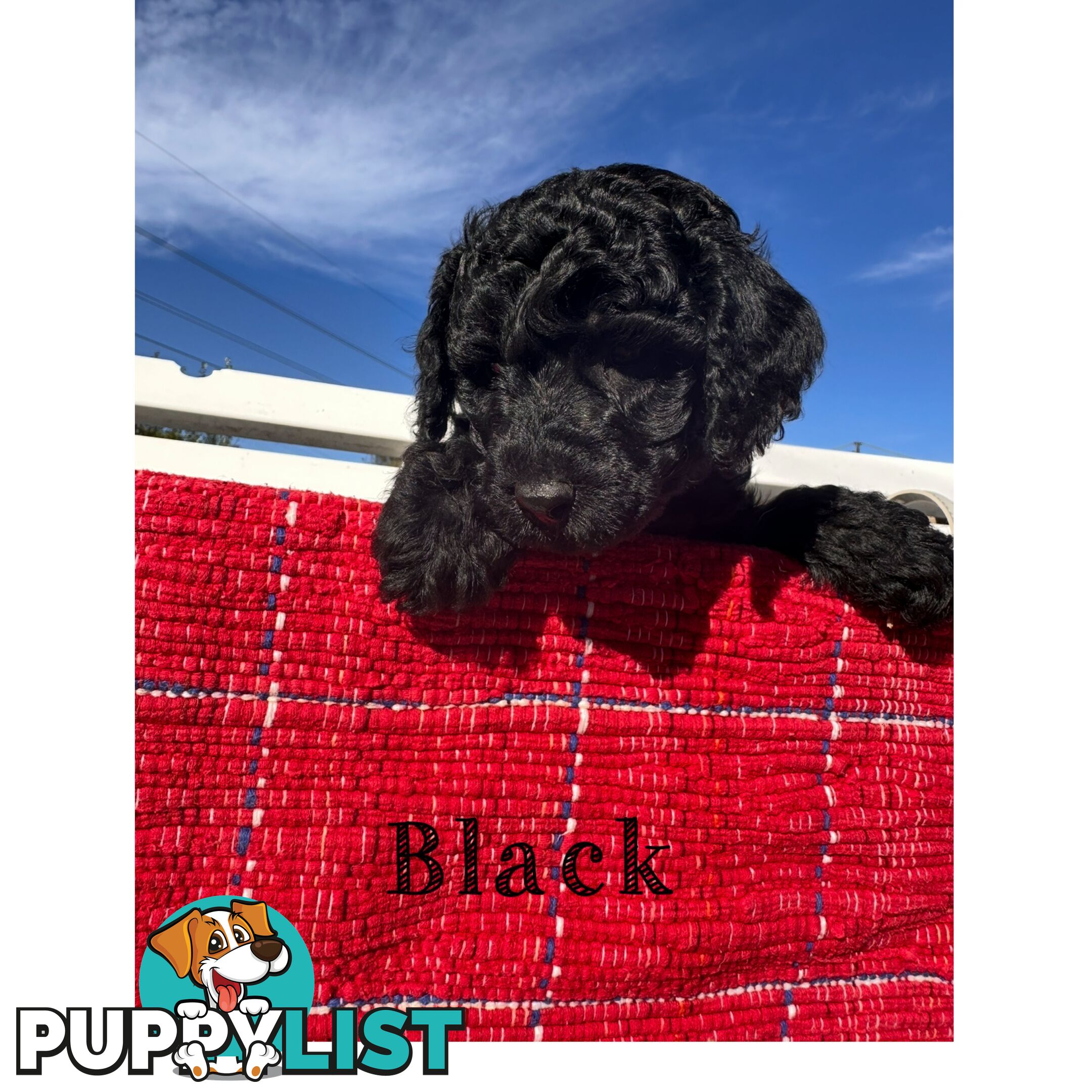 Gorgeous purebred black poddle puppies