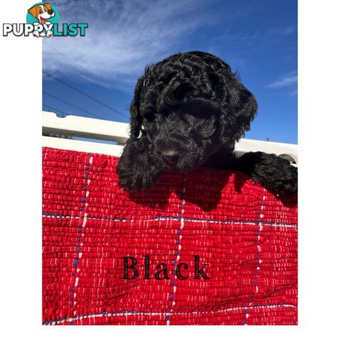Gorgeous purebred black poddle puppies