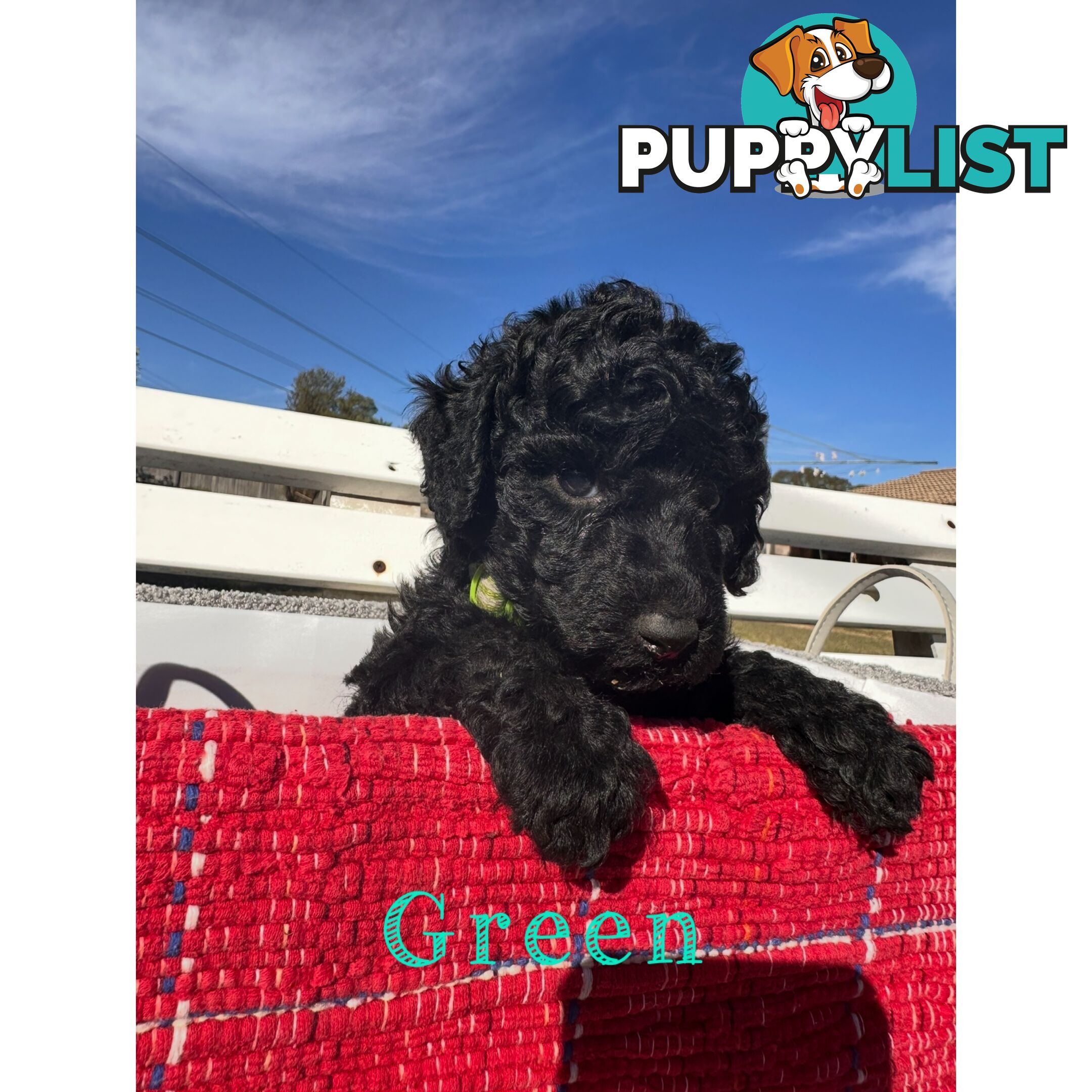 Gorgeous purebred black poddle puppies