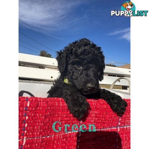 Gorgeous purebred black poddle puppies