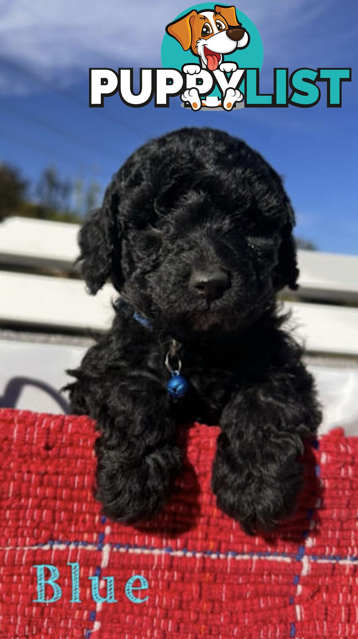 Gorgeous purebred black poddle puppies