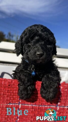 Gorgeous purebred black poddle puppies