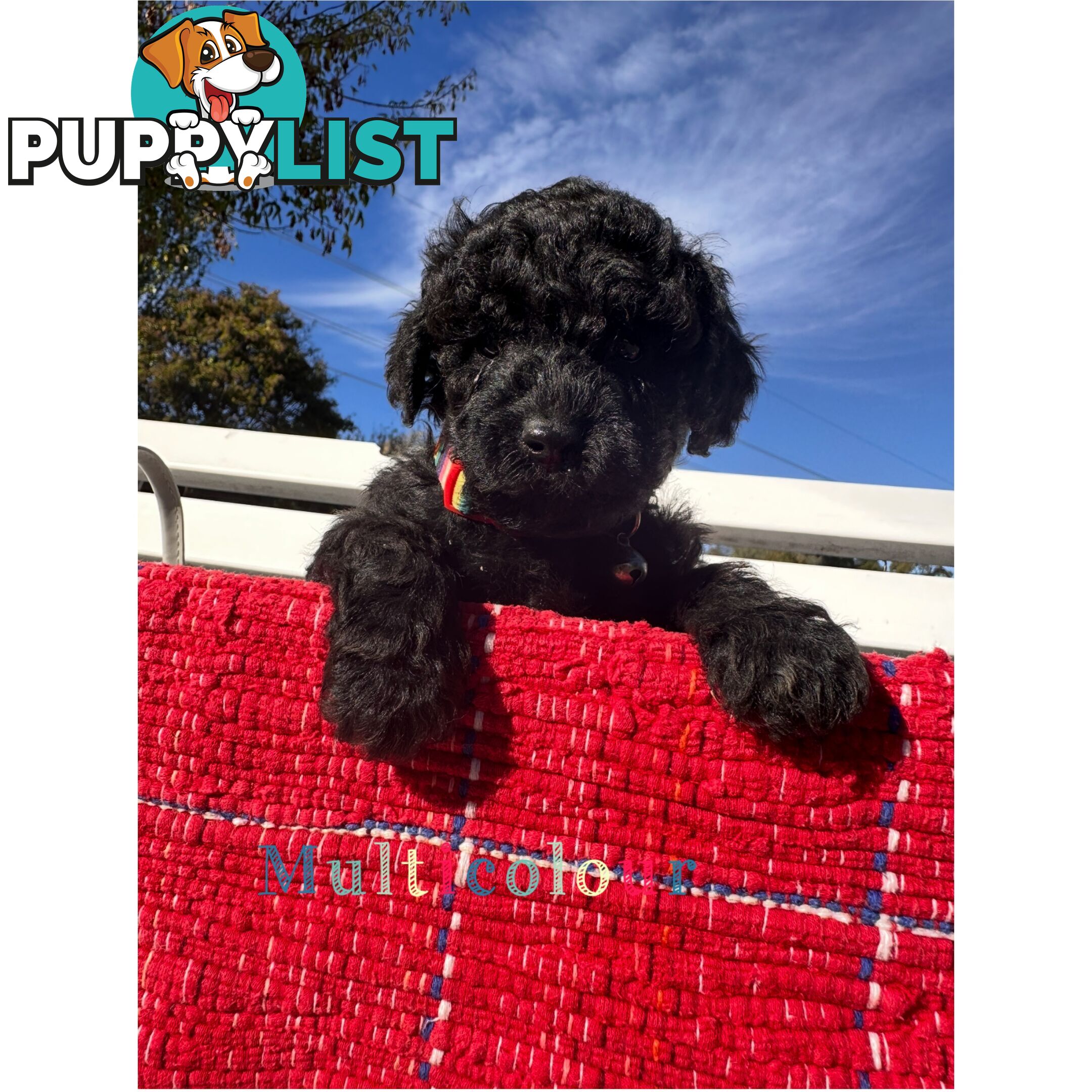 Gorgeous purebred black poddle puppies