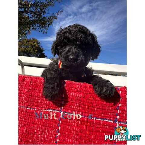 Gorgeous purebred black poddle puppies