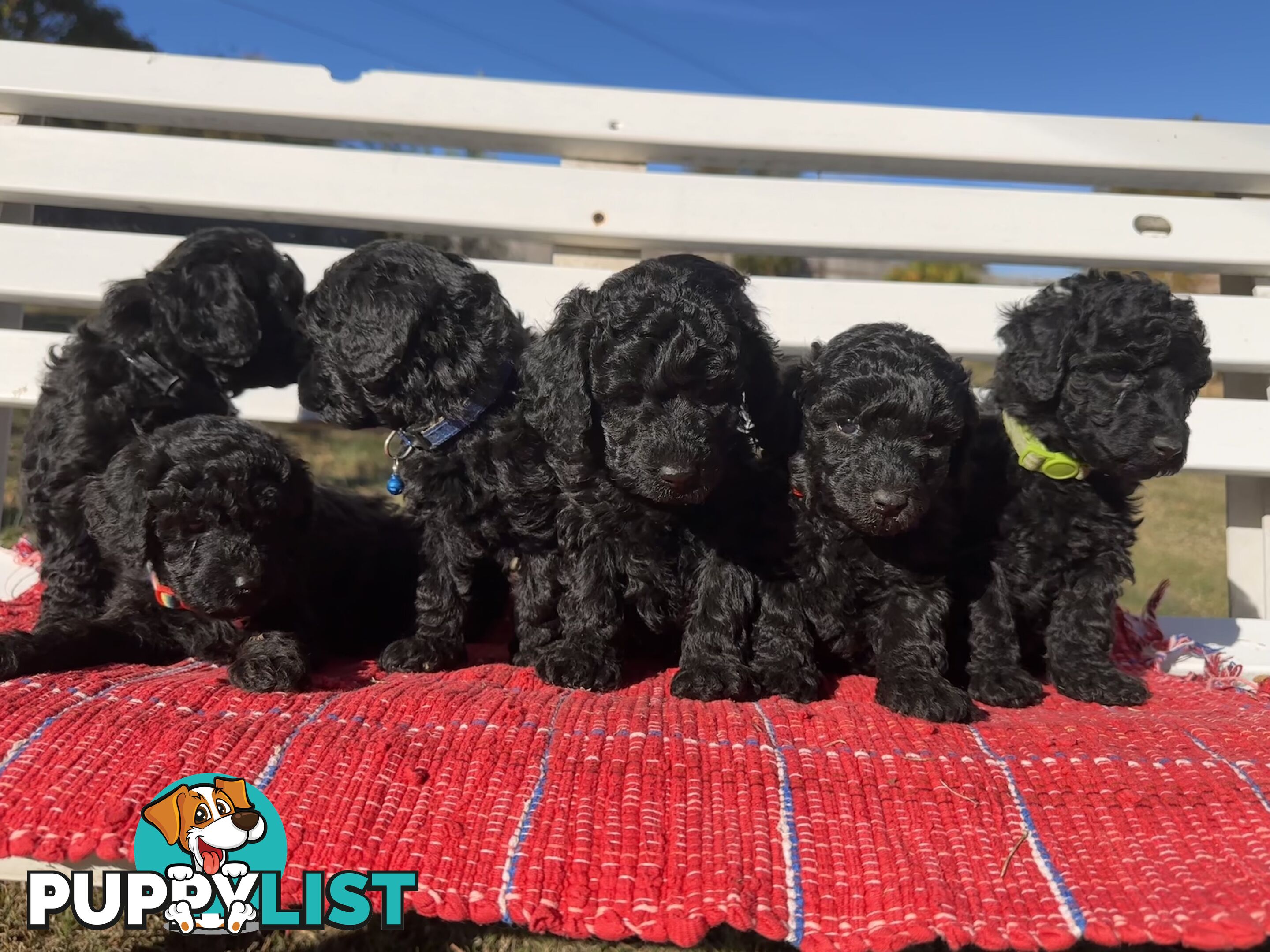 Gorgeous purebred black poddle puppies