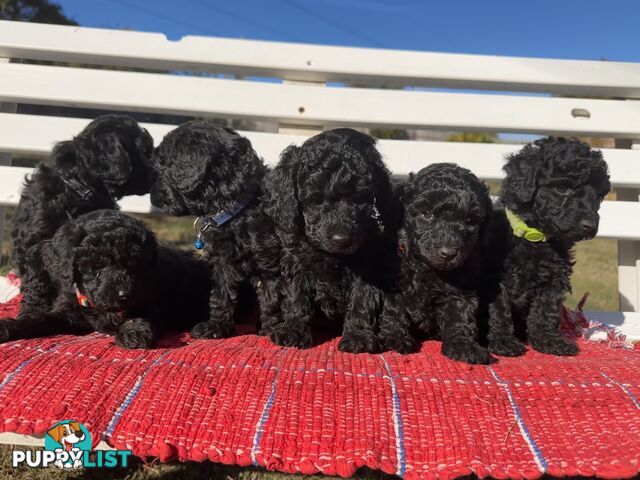 Gorgeous purebred black poddle puppies