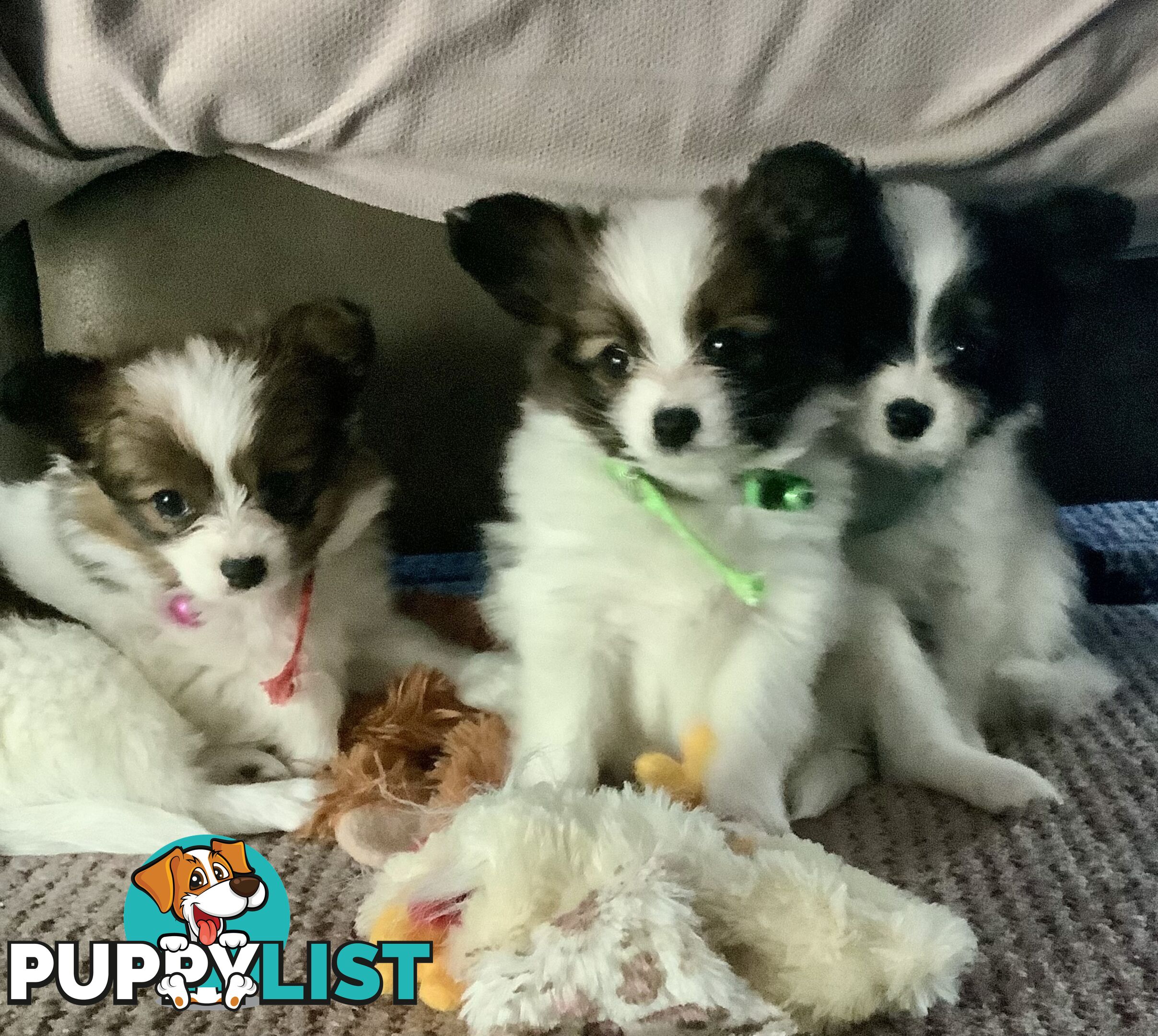 Papillon puppies purebred 🐶