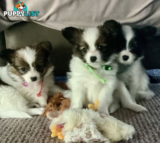 Papillon puppies purebred 🐶