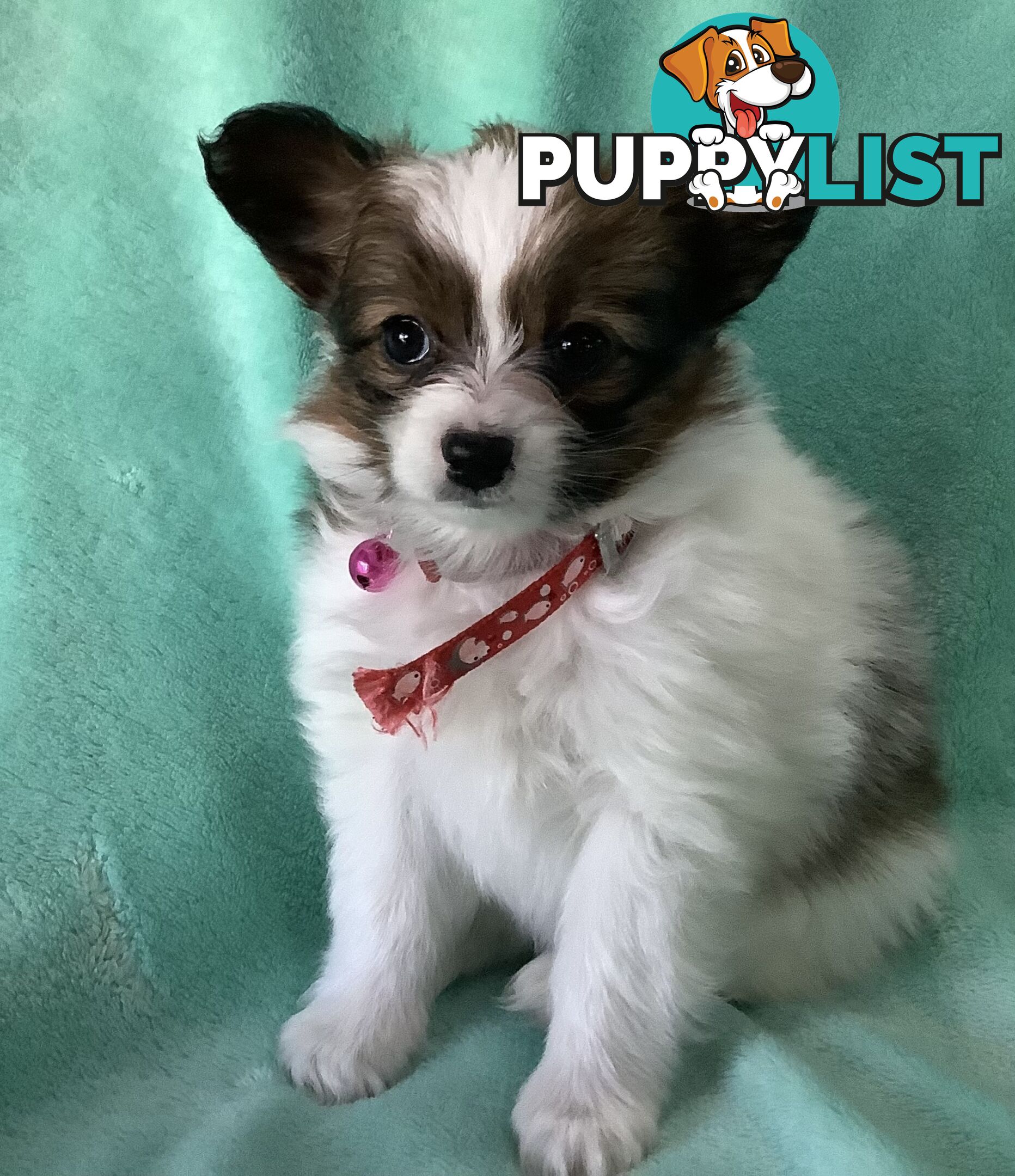 Papillon puppies purebred 🐶