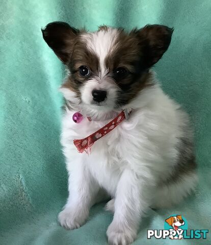 Papillon puppies purebred 🐶