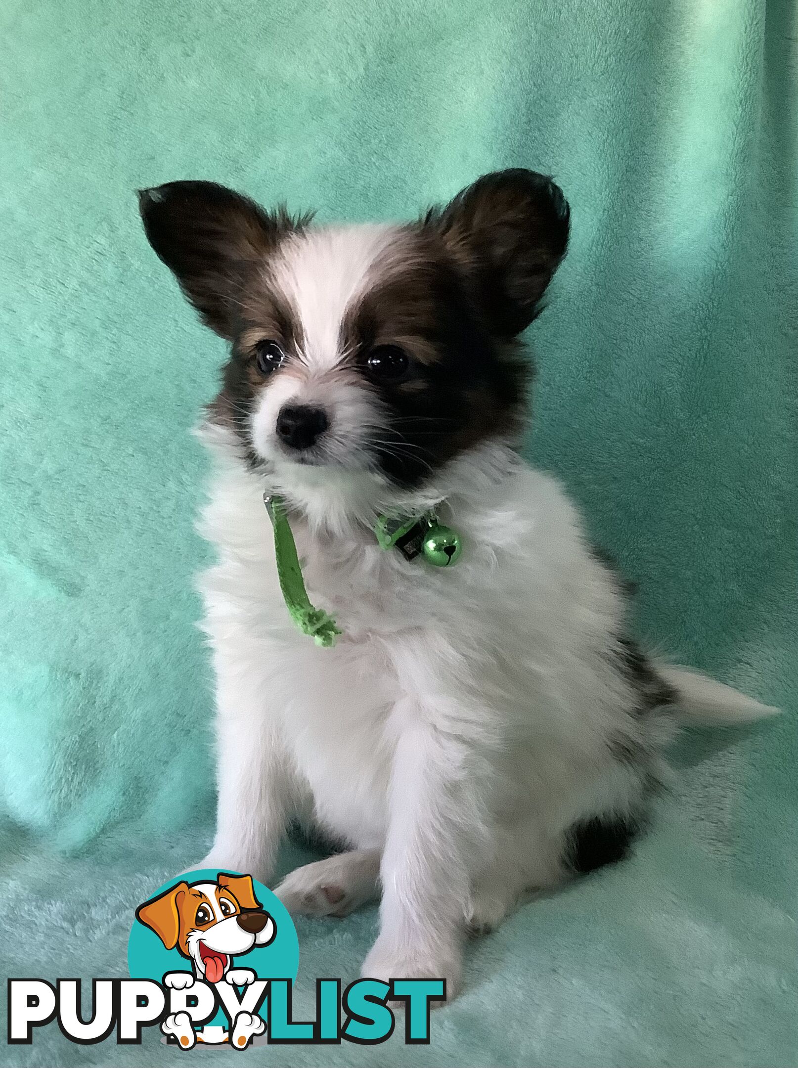 Papillon puppies purebred 🐶