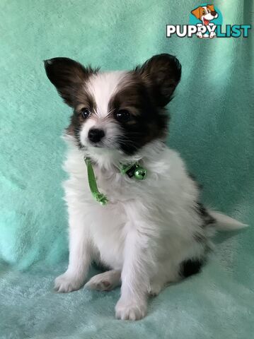 Papillon puppies purebred 🐶