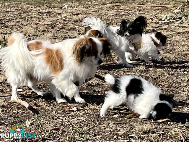 Papillon puppies purebred 🐶