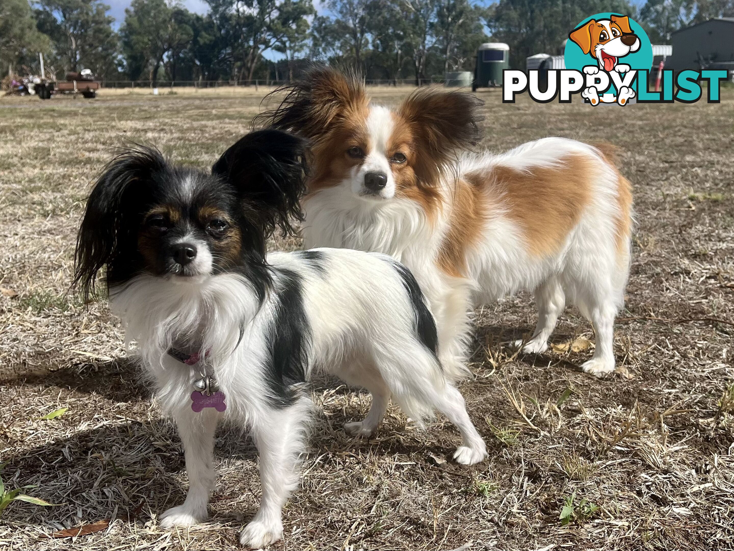 Papillon puppies purebred 🐶