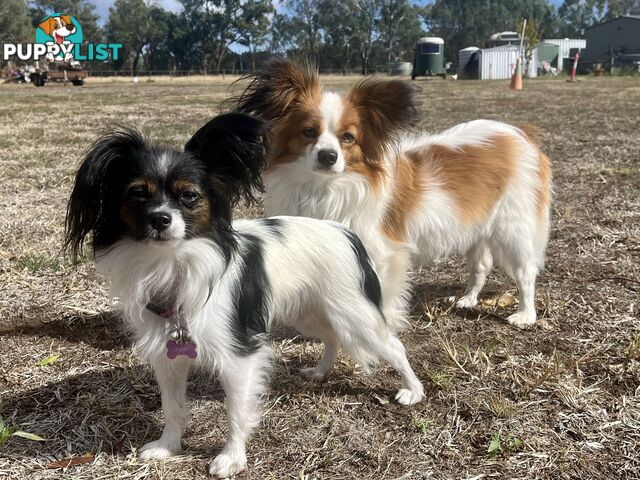 Papillon puppies purebred 🐶