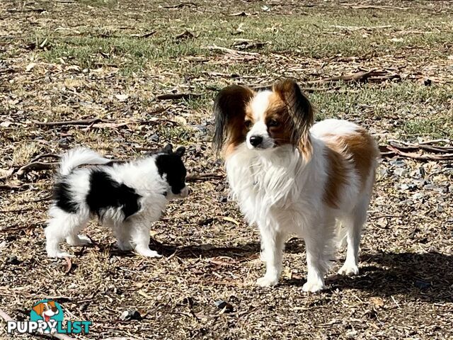 Papillon puppies purebred 🐶