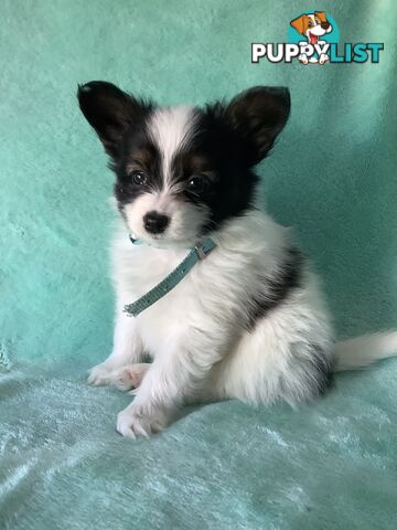 Papillon puppies purebred 🐶