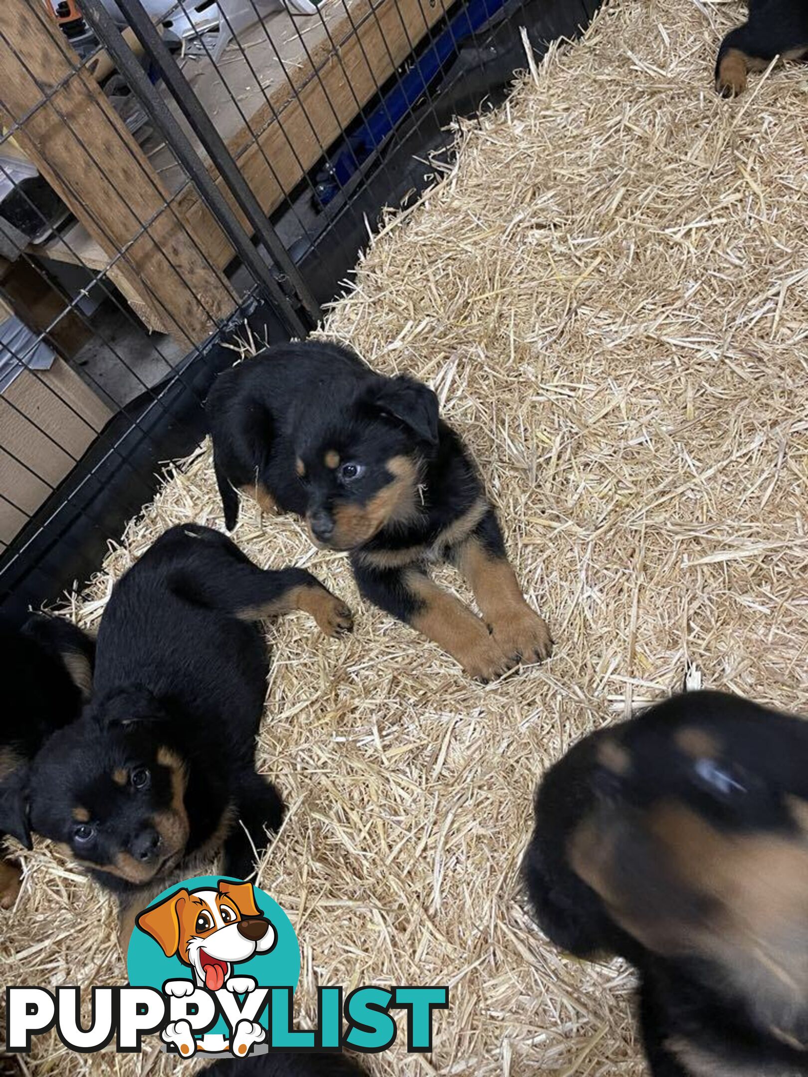 Pure breed Rottweiler puppies