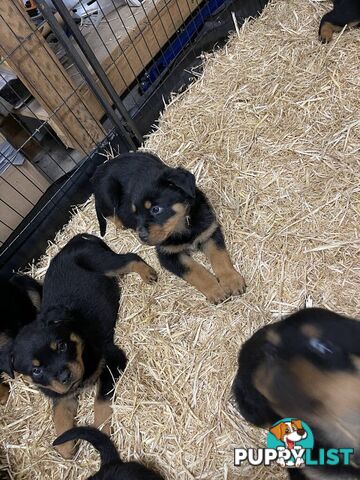 Pure breed Rottweiler puppies
