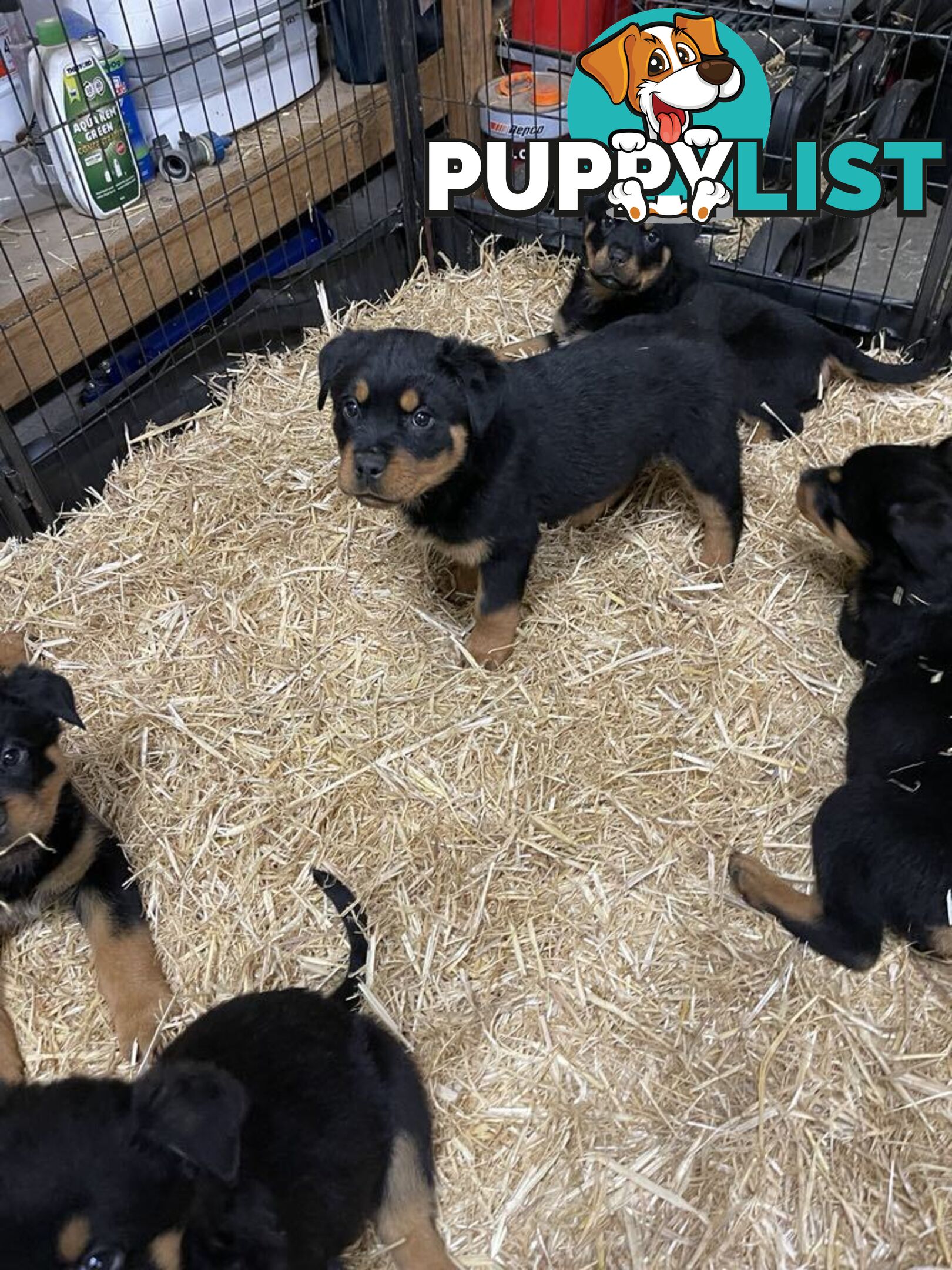 Pure breed Rottweiler puppies