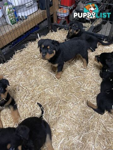 Pure breed Rottweiler puppies